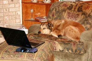 myszka